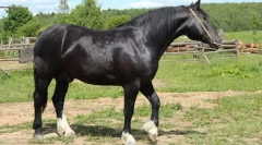 Vladimirskaya heavywood ló